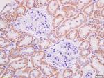 AGEs Antibody in Immunohistochemistry (Paraffin) (IHC (P))