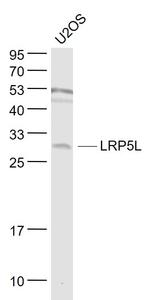 LRP5L Antibody in Western Blot (WB)