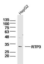 RTP3 Antibody in Western Blot (WB)