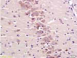 Metabotropic glutamate receptor 2 Antibody in Immunohistochemistry (Paraffin) (IHC (P))