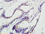 beta Defensin 1 Antibody in Immunohistochemistry (Paraffin) (IHC (P))