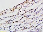 beta Defensin 1 Antibody in Immunohistochemistry (Paraffin) (IHC (P))