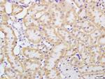 beta Defensin 1 Antibody in Immunohistochemistry (Paraffin) (IHC (P))