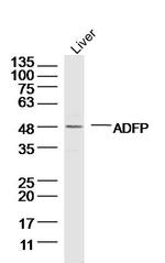 ADFP Antibody in Western Blot (WB)