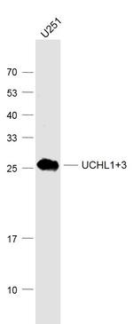 UCHL1+3 Antibody in Western Blot (WB)