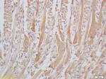 Senataxin/SETX Antibody in Immunohistochemistry (Paraffin) (IHC (P))