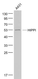 HIPPI Antibody in Western Blot (WB)