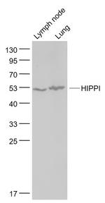HIPPI Antibody in Western Blot (WB)