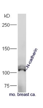 N-cadherin Antibody in Western Blot (WB)