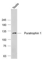 Puratrophin 1/PLEKHG4 Antibody in Western Blot (WB)