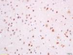 SFRS7/9G8/SRp20 Antibody in Immunohistochemistry (Paraffin) (IHC (P))