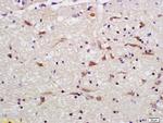 OPA1 Antibody in Immunohistochemistry (Paraffin) (IHC (P))