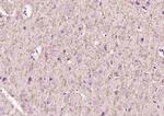Lingo-1 Antibody in Immunohistochemistry (Paraffin) (IHC (P))