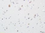 alpha + beta Synuclein Antibody in Immunohistochemistry (Paraffin) (IHC (P))