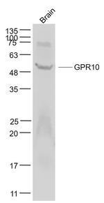 GPR10 Antibody in Western Blot (WB)