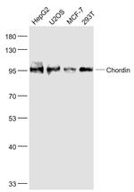 Chordin Antibody in Western Blot (WB)