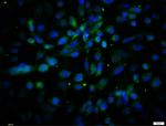Cux2 Antibody in Immunocytochemistry (ICC/IF)