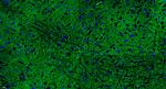 Cux2 Antibody in Immunohistochemistry (Paraffin) (IHC (P))