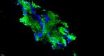 Cux2 Antibody in Immunohistochemistry (Paraffin) (IHC (P))