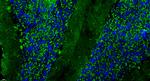 Cux2 Antibody in Immunohistochemistry (Paraffin) (IHC (P))