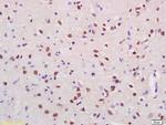Cux2 Antibody in Immunohistochemistry (Paraffin) (IHC (P))