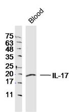 IL-17 Antibody in Western Blot (WB)