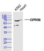 GPR56 Antibody in Western Blot (WB)