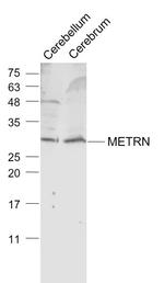 METRN Antibody in Western Blot (WB)