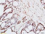 FRA2 Antibody in Immunohistochemistry (Paraffin) (IHC (P))