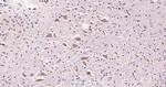 NME4/nm23-H4 Antibody in Immunohistochemistry (Paraffin) (IHC (P))