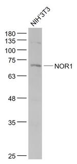 NOR1 Antibody in Western Blot (WB)