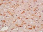 NRG1 Antibody in Immunohistochemistry (Paraffin) (IHC (P))