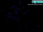 SATB2 Antibody in Immunocytochemistry (ICC/IF)
