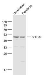 SHISA9 Antibody in Western Blot (WB)