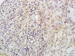 POMC Antibody in Immunohistochemistry (Paraffin) (IHC (P))