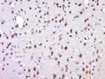 NECAB1/EF-CBP1 Antibody in Immunohistochemistry (Paraffin) (IHC (P))