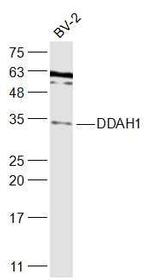 DDAH1 Antibody in Western Blot (WB)
