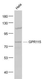 GPR115 Antibody in Western Blot (WB)