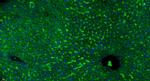 GPR126 Antibody in Immunohistochemistry (Paraffin) (IHC (P))