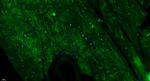 GPR126 Antibody in Immunohistochemistry (Paraffin) (IHC (P))