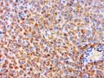 GPR126 Antibody in Immunohistochemistry (Paraffin) (IHC (P))