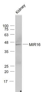 MIR16/GDE1 Antibody in Western Blot (WB)