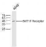 5HT1F Receptor/SR-1F Antibody in Western Blot (WB)