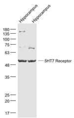 5HT7 Receptor/SR-7 Antibody in Western Blot (WB)