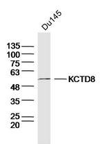 KCTD8 Antibody in Western Blot (WB)