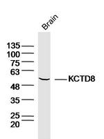 KCTD8 Antibody in Western Blot (WB)