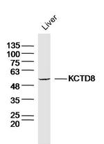 KCTD8 Antibody in Western Blot (WB)