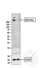 BRCA2 Antibody in Western Blot (WB)