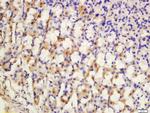 SCN7A Antibody in Immunohistochemistry (Paraffin) (IHC (P))