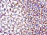 TRAF1 Antibody in Immunohistochemistry (Paraffin) (IHC (P))
